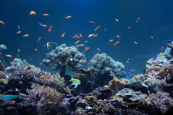Coral Peixes Tropicais Fundo Mar — Fotografia de Stock