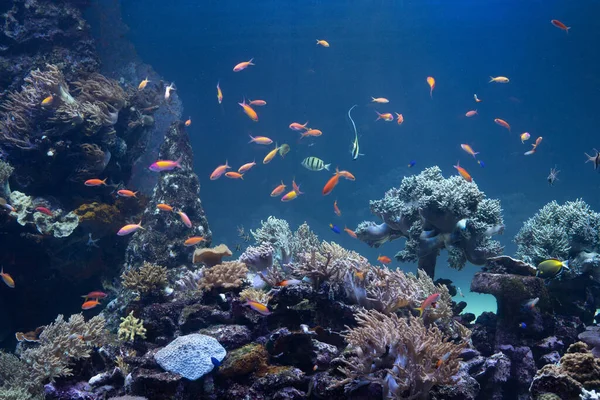 Coral Tropical Fish Sea Floor — Stock Photo, Image