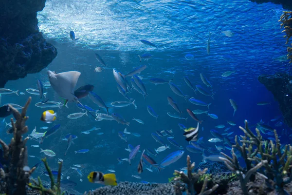 Imagem Subaquática Olhando Para Cima Partir Fundo Mar — Fotografia de Stock