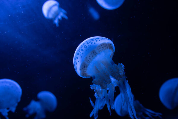 Octopus jellyfish floating in the dark