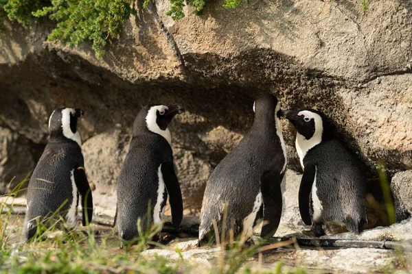 Pingüino Capa Tomando Baño Sol — Foto de Stock