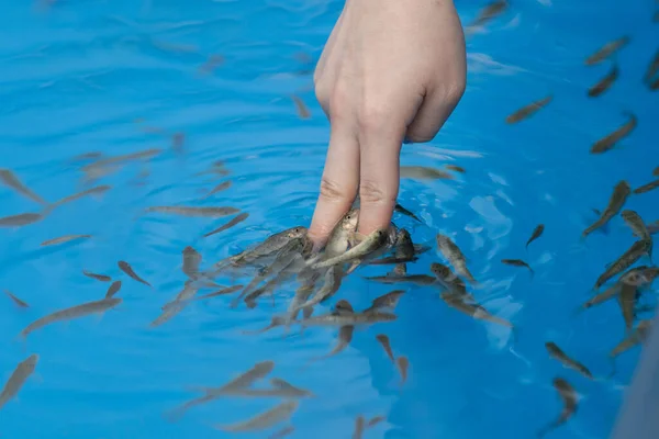 Dr. Fish eating the calluses on his hands.