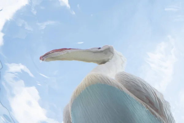 Pelican Looking — Stock Photo, Image