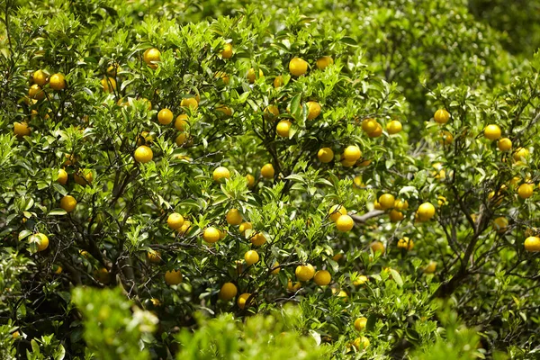 Japanese Citrus: New Summer Orange