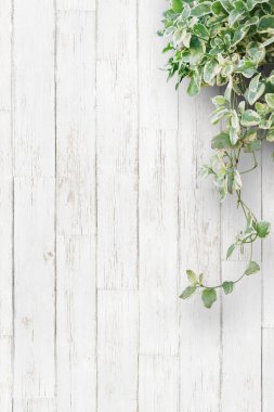 Beyaz arka plan tahtaları ve ev bitkileri