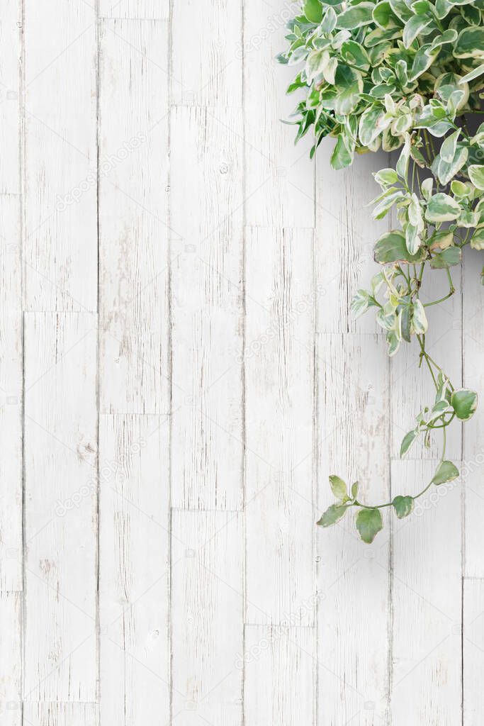 White background planks and houseplants
