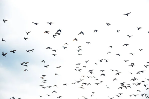 鸽子在马来西亚巴图洞天空中飞翔的照片 免版税图库照片