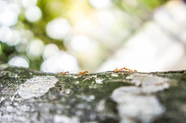 Bahçedeki kırmızı karınca