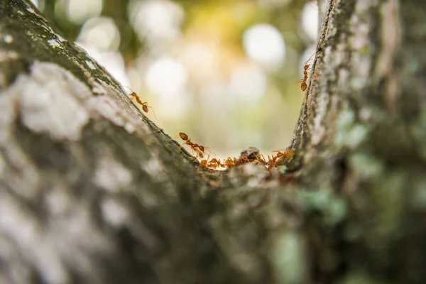 Rode mier in de tuin — Stockfoto