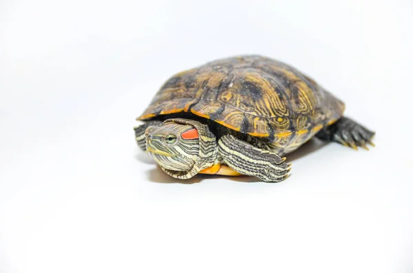 Tartaruga cursore dall'orecchio rosso isolata su sfondo bianco — Foto Stock