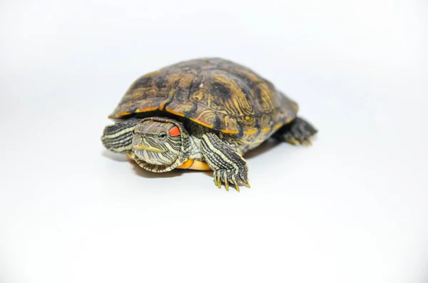 Rood-eared Slider Tortoise geïsoleerd op witte achtergrond — Stockfoto