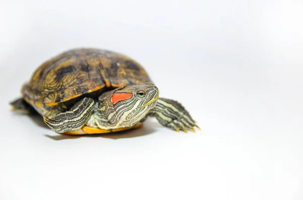 Красноухая черепаха-слайдер на белом фоне — стоковое фото