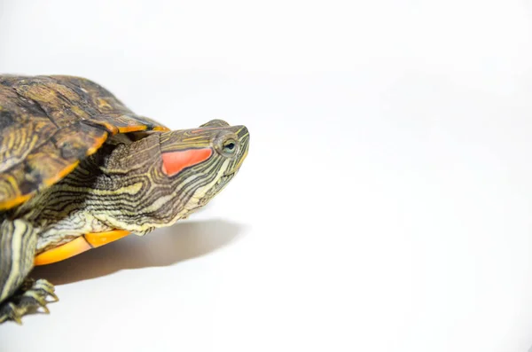 Red-Eared Slider tartaruga isolada sobre fundo branco — Fotografia de Stock