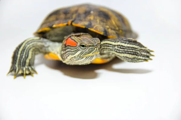 Red-Eared Slider tartaruga isolada sobre fundo branco — Fotografia de Stock