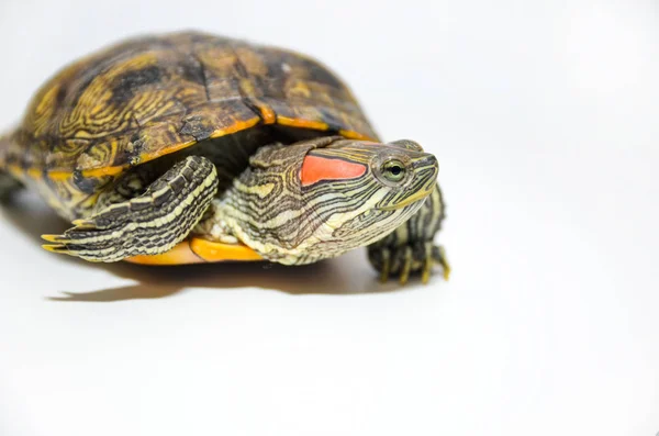 Red-Eared Slider tartaruga isolada sobre fundo branco — Fotografia de Stock