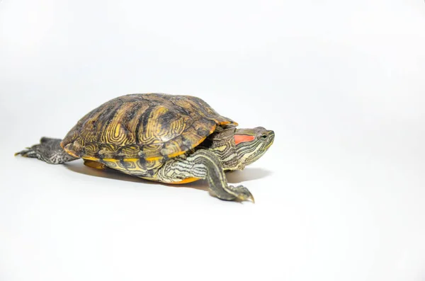 Rood-eared Slider Tortoise geïsoleerd op witte achtergrond — Stockfoto