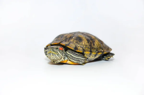 Rood-eared Slider Tortoise geïsoleerd op witte achtergrond — Stockfoto