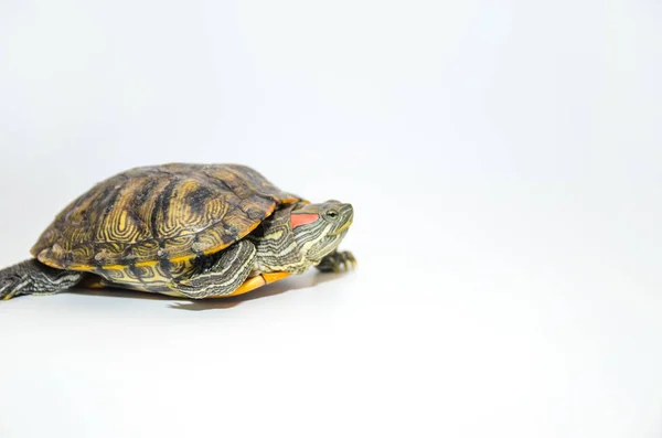 Piros fülű csúszka teknős elszigetelt fehér háttér — Stock Fotó