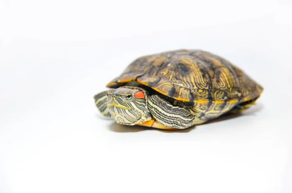 Red-Eared Slider tartaruga isolada sobre fundo branco — Fotografia de Stock