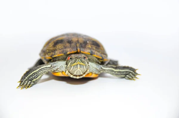 Rood-eared Slider Tortoise geïsoleerd op witte achtergrond — Stockfoto