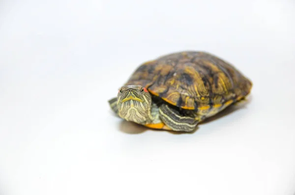 Rood-eared Slider Tortoise geïsoleerd op witte achtergrond — Stockfoto