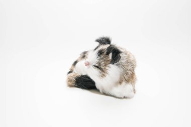 Sevimli Kedi heykeli