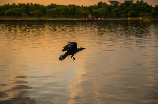Black crow when flying in a lakeside background in a recreational park.