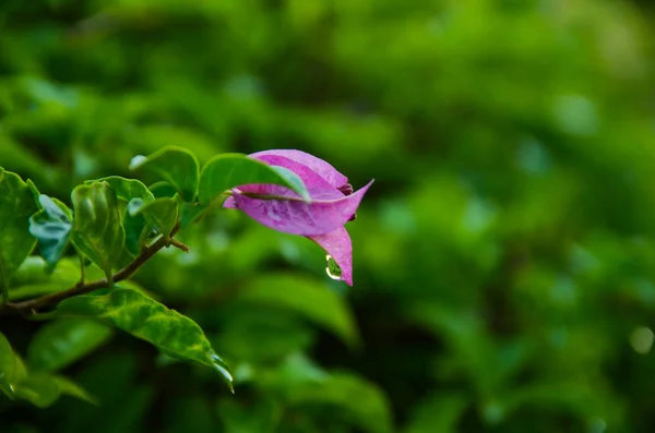 レッサーブーゲンビリア(ブーゲンビリアグラブラ)、熱帯雨林のブーゲンビリアの花、クローズアップ、マクロ、ビュー — ストック写真