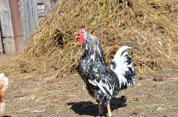 Lauter Hahn Land Bauernhof — Stockfoto