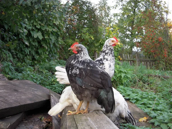 Birds Log Rowan Chickens — Stock Photo, Image