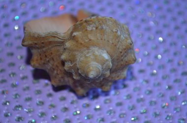 Deniz kabuğu, güzel arka plan