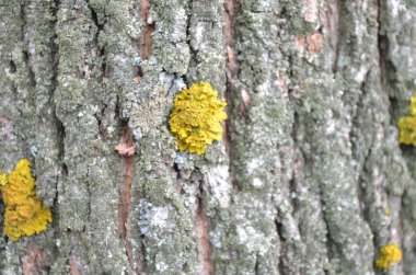 akçaağaç kabuğu, arka plan, ahşap