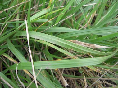 Ot, çayır, portre, doğa,