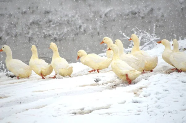 Patos Brancos Inverno Neve — Fotografia de Stock