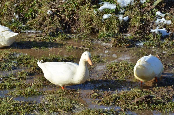 Weiße Enten Wasser Gras — Stockfoto