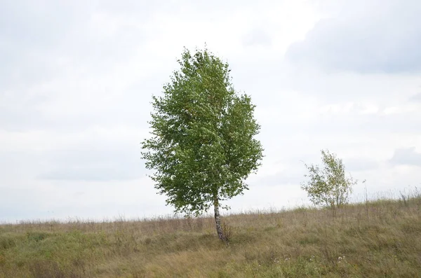 Arbre Solitaire Nature Herbe — Photo