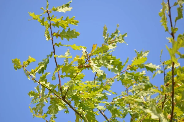 Young Oak Tree Sapling Beautiful Sky — Stock Photo, Image