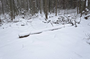 Orman, kar, kış