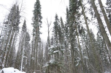 Ormandaki ağaçlar kış