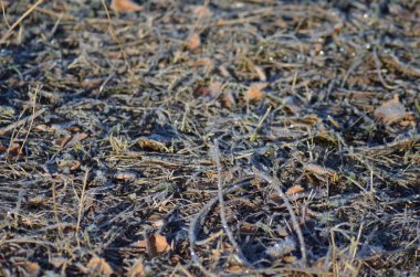 Donmuş toprak, çim, buz