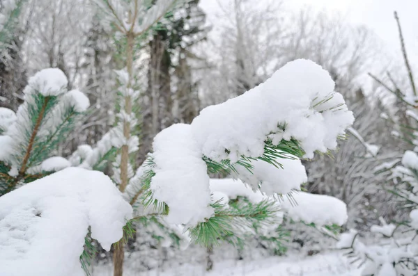 Kiefer Schnee Winter — Stockfoto