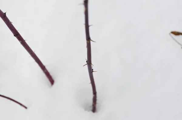 Branch of dog rose, winter, snow, spikes
