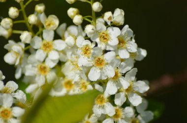 güzel çiçeği, çiçek, beyaz,