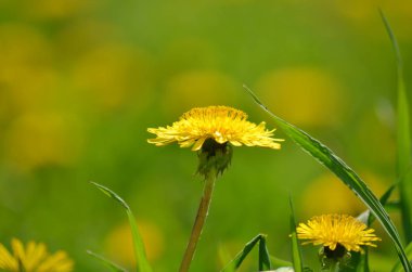 Sarı parlak karahindiba, çayır, çiçek,