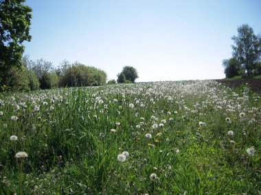 Karahindiba, çayır, çimen, ağaçlar,