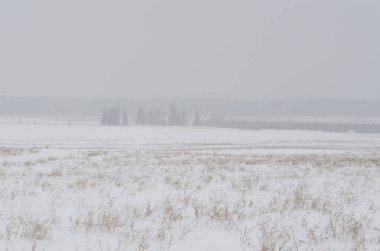 Kış alanı, kar, ağaçlar