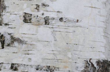 Birch, ağaç, desen kabuğu
