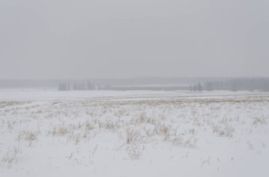 Kış alanı, kar, ağaçlar