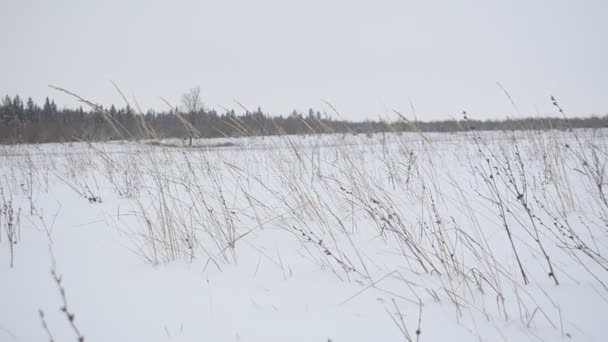 Gras Winter Schnee Feld Wind — Stockvideo