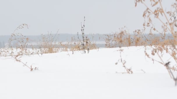 Grama Inverno Neve Campo Vento — Vídeo de Stock